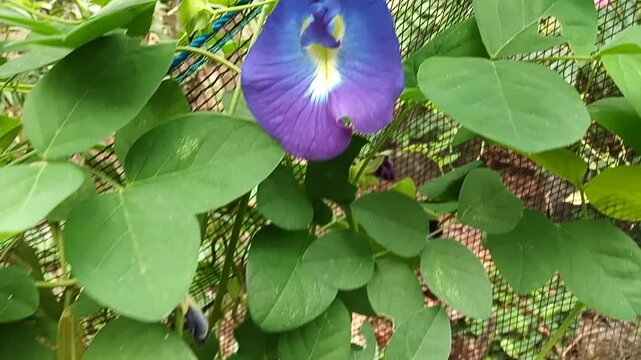 Fresh blue butterfley pea flower isolated,clitoria ternatea herbal plant