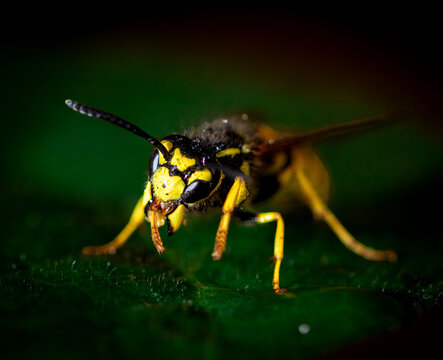Yellow wasp on green leaf.