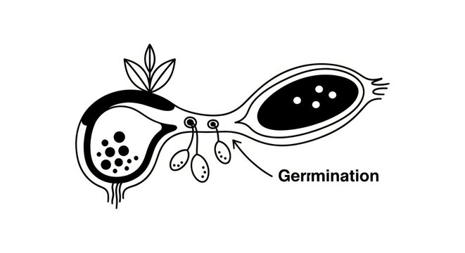 Seed Germination Process Biology Concept.