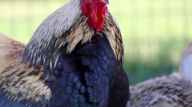 Colorful rooster preening its beautiful feathers