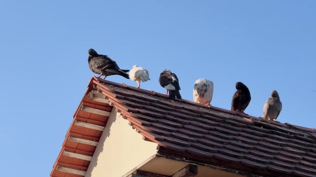 Row of Pigeons Sitting on dovecote Roof Ridge