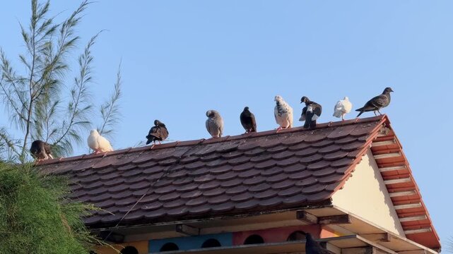 Row of Pigeons Perched on Tiled Roof Dovecote in city Park with Blue Sky in the background 