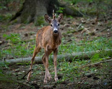 Roe deer male in forest.