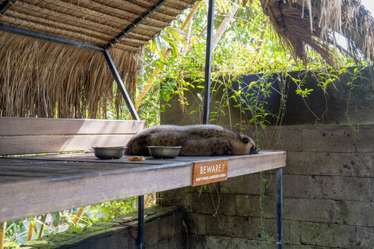 BALI, INDONESIA &ndash; OCTOBER 20, 2024: Civet cat resting on a wooden platform next to a beware sign at a coffee farm.