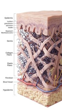 Human skin anatomy cross section showing collagen and elastin fibers structure