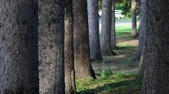 Row of pine tree trunks in a sunny forest alley