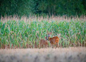 Naklejka premium Deer and fawn in front of a maize field