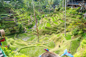 Obraz premium BALI, INDONESIA – OCTOBER 20, 2024: High angle view of Tegallalang Rice Terraces and signage at Alas Harum Bali.
