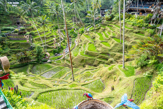 BALI, INDONESIA &ndash; OCTOBER 20, 2024: High angle view of Tegallalang Rice Terraces and signage at Alas Harum Bali.