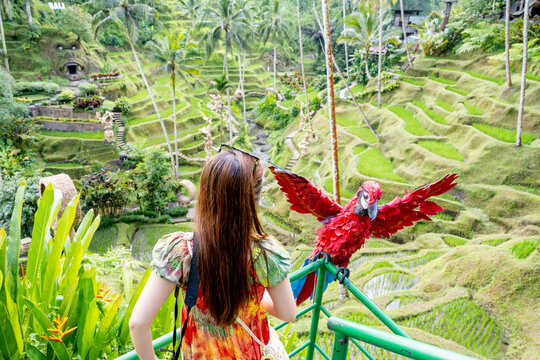 BALI, INDONESIA &ndash; OCTOBER 20, 2024: Female tourist posing at Tegallalang Rice Terraces lookout with a parrot installation at Alas Harum.