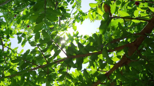 Leaves with sunshine background, green leaf wind blowing nature forest field growth with overlay sunlight beauty spring foliage herb summer tropical