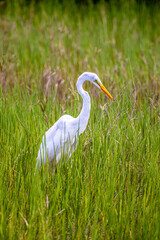 Obraz premium Great Egret (Ardea alba) Hunting in Tall Marsh Grass