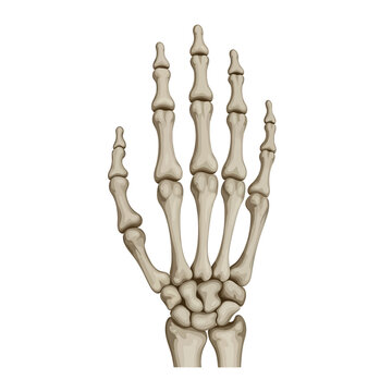 Medical vector illustration of a human hand skeleton showing carpals, metacarpals, and phalanges bones in detail against a white background for anatomy and healthcare education.