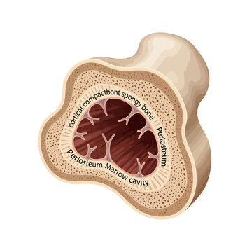 Medical vector illustration showing a cross-section of a human bone structure with labels for cortical compact bone, spongy bone, periosteum, and marrow cavity on white background.