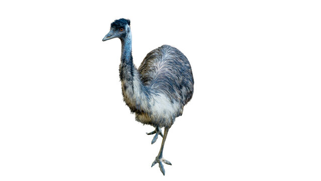 Emu bird standing full body isolated on transparent background PNG