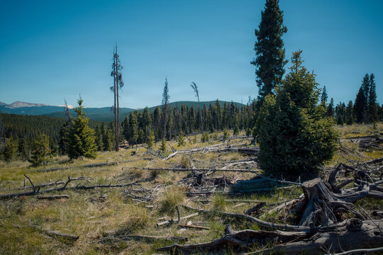 Lodgepole Pine Reforestation 