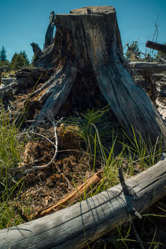 Lodgepole Pine Reforestation 