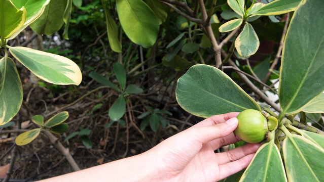 Asian Hand Touching Unripe Green Fruit on a Clusia Rosea Branch