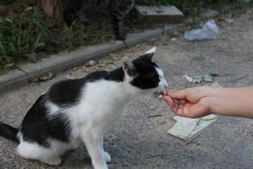 Feeding the Cat © 毓清 李