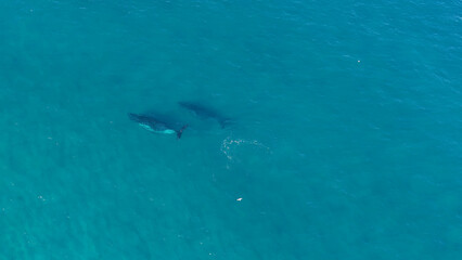 Naklejka premium Aerial View of Two Humpback Whales Swimming in Turquoise Ocean Water