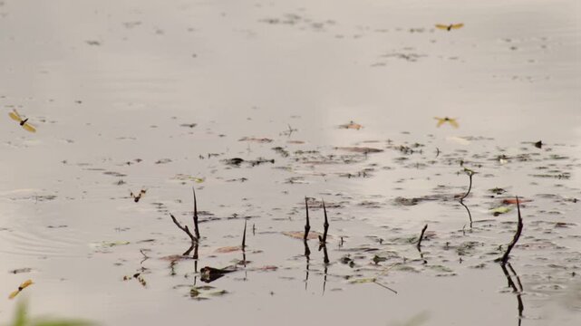 Looks like common whitetail dragonfly laying eggs in water near some branches sticking out of the water.  Other dragonflies are flying around.