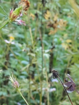 Dragonfly Resting on Ulam Raja Plant with Dried Flowers in Nature