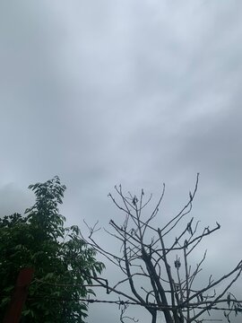 tree and sky