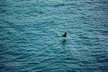 Fototapeta premium Cormorant flying low over deep blue ocean water in La Jolla