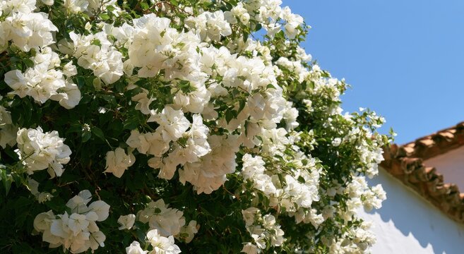 Lush white blossoms cascade over a sun-drenched building under a clear sky