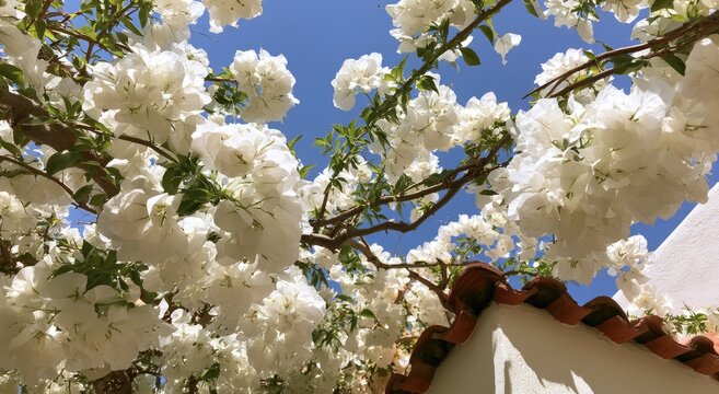 Blooming white flowers against a vibrant blue sky and a tiled roof