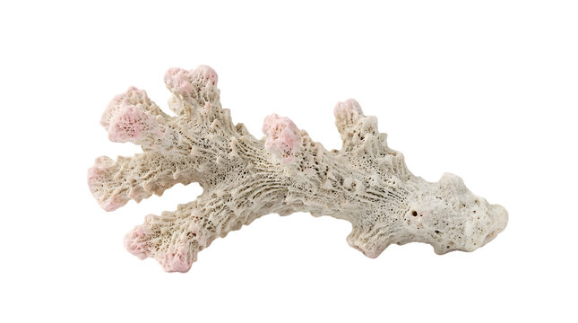 Natural white and pink dried sea coral skeleton isolated on white background