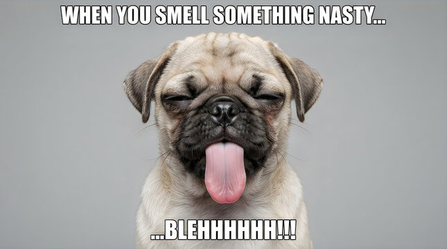 Funny pug dog making a disgusted face with tongue out and text overlay