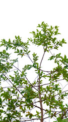 Fototapeta premium Green tree branches and fresh foliage composition, isolated on a transparent background