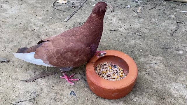 Brown pigeon eating grain seeds from terracotta bowl on ground