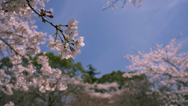 日本の春の風景・桜と青空