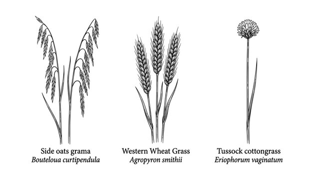 Vintage hand drawn vector illustration set of wild prairie grasses including side oats grama western wheat grass and tussock cottongrass