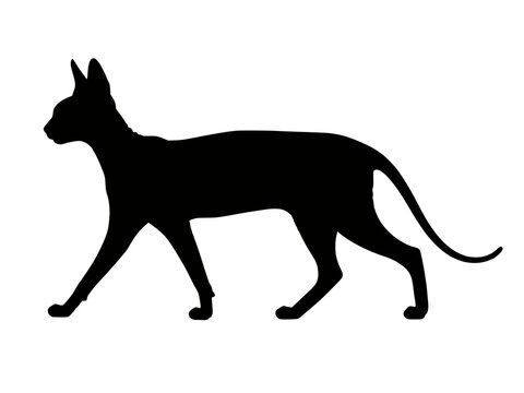 Donskoy cat silhouette vector icon, hairless feline breed with large ears wrinkled skin walking black shape isolated on transparent background