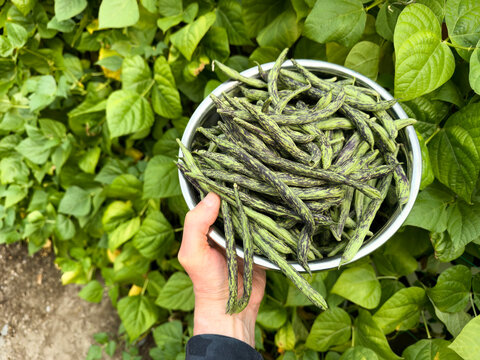 Male hand holding fresh pole beans from home garden in large stainless steel bowl with bean plants in background