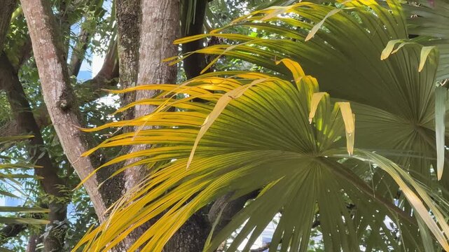Malaysia, Kuala Lumpur 15.08.2026 - A walk in the park, beautiful Asian trees, palm trees and colorful leaves. Tree root trunks, wooden vines at every step
