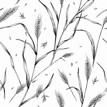 Seamless pattern of hand drawn wheat stalks and grains