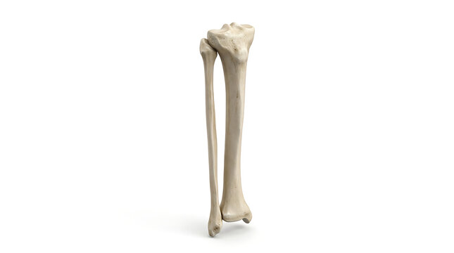 Anatomical View of Human Tibia and Fibula Bones Isolated on a Plain White Background