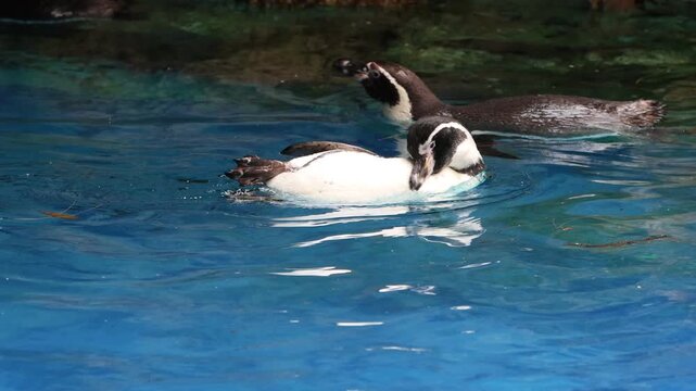 Humboldt Penguin Swimming in Clear Blue Water, Wild Humboldt Penguin Floating on Blue Water, Humboldt Penguin in Blue Ocean Environment