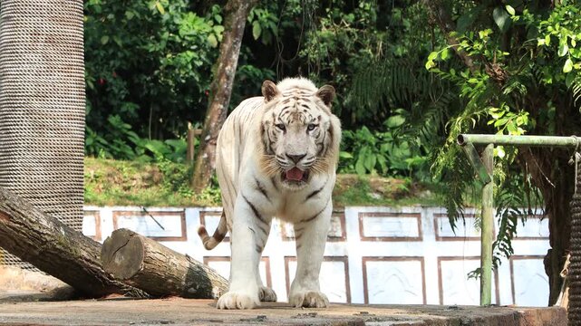 White bengal tiger closeup head, closeup head of white bengal tiger