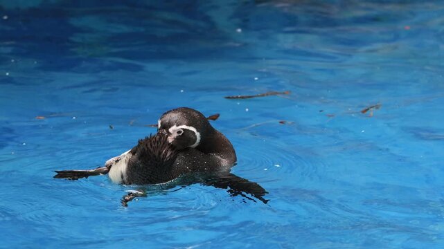 Humboldt Penguin Swimming in Clear Blue Water, Wild Humboldt Penguin Floating on Blue Water, Humboldt Penguin in Blue Ocean Environment