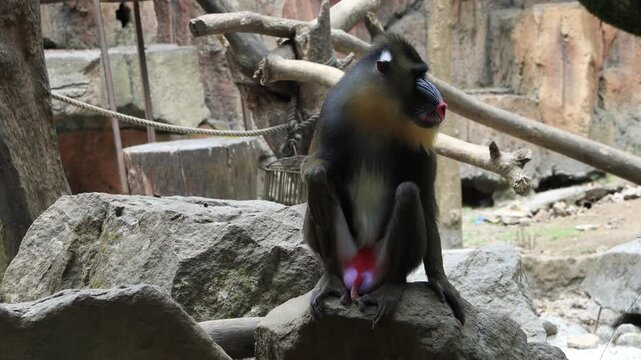 Mandrill Monkey Family with distinctive colorful facial features. Mandrill monkey activity in the conservation enclosure at Bogor safari park Indonesia