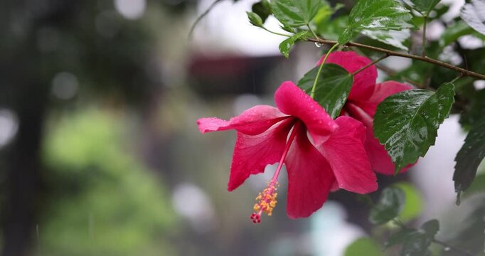 Beautiful booming pink hibiscus flower with raindrops falling during, also known as rose of althea, rose mallow, Syrian ketmia, shrub althea, or simply althea.