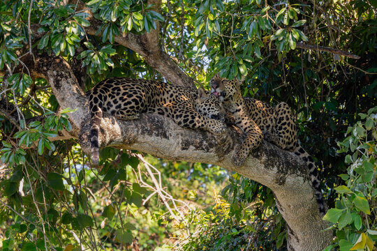 Jaguar - Panthera onca, beautiful large cat from South American forests, Pantanal, Brazil.