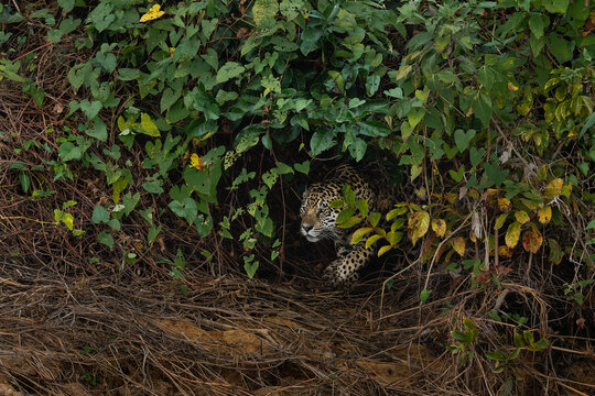 Jaguar - Panthera onca, beautiful large cat from South American forests, Pantanal, Brazil.