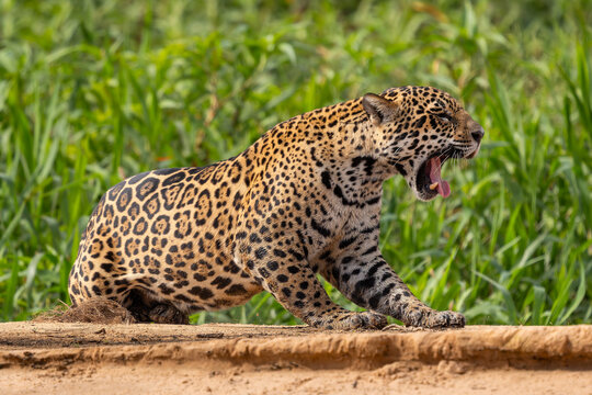 Jaguar - Panthera onca, beautiful large cat from South American forests, Pantanal, Brazil.