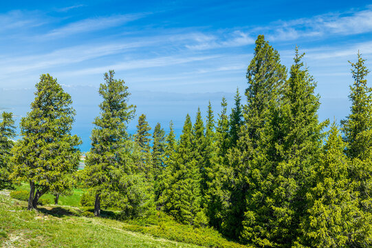 Lush conifer and deciduous woodland overlooking the blue waters of Sayram Lake in Xinjiang, China, beneath a clear summer sky, ideal for travel and tourism themes.